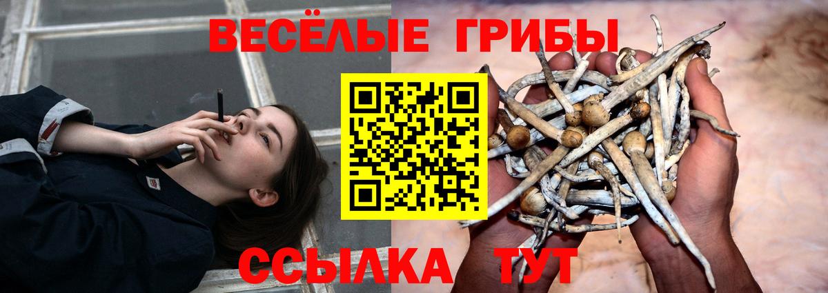Псилоцибиновые грибы Psilocybe Новоалександровск